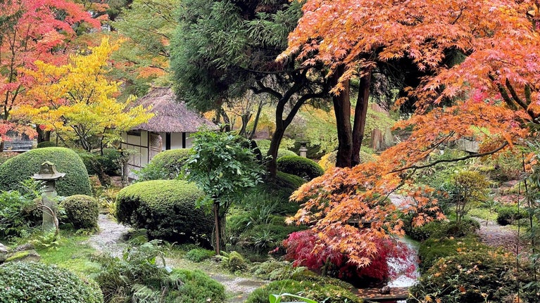 The Japanese Garden in autumn at Tatton Park, Cheshire